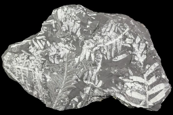 Wide Fossil Seed Fern Plate - Pennsylvania #79681